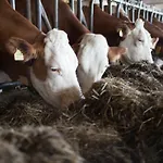 Pleschinhof 农家乐