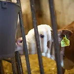 Pleschinhof 农家乐