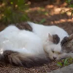 Pleschinhof 农家乐 沃尔特湖畔韦尔登