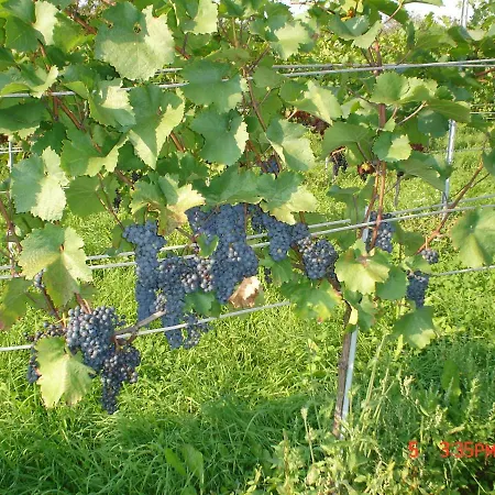 农家乐 Pleschinhof