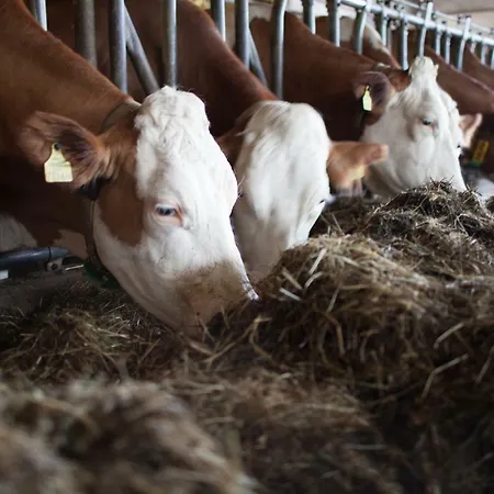 Pleschinhof Gospodarstwo agroturystyczne