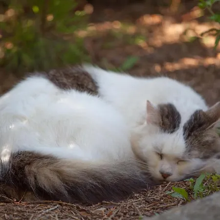 Pleschinhof Gospodarstwo agroturystyczne Velden am Wörthersee