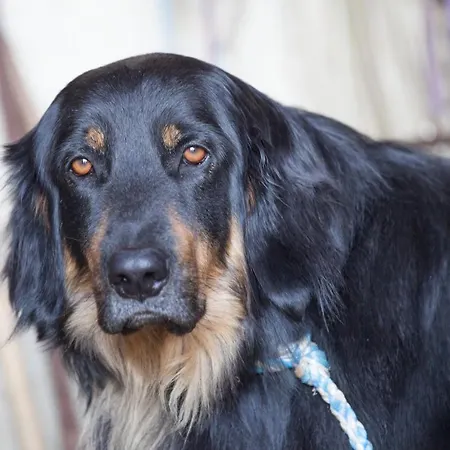 Pleschinhof * 沃尔特湖畔韦尔登