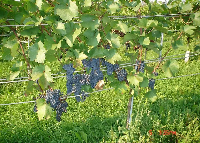 Farm stay Pleschinhof