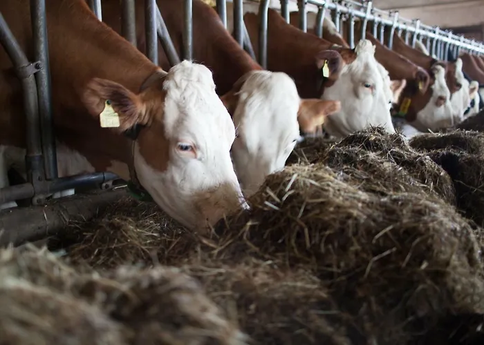 Pleschinhof Farm stay