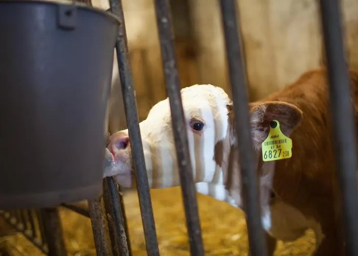 Pleschinhof Farm stay