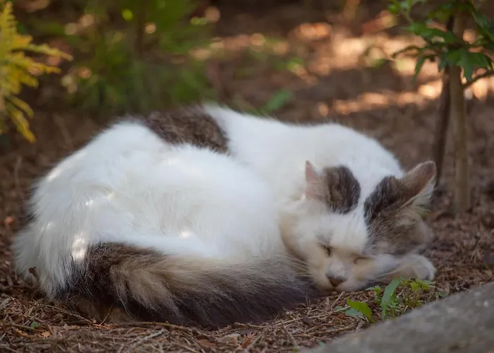 Pleschinhof Feriegård Velden am Wörthersee